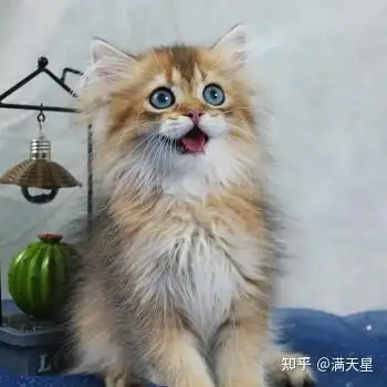 长毛金渐层猫和金吉拉有什么不同吗?长毛金渐层图片展示 - 知乎