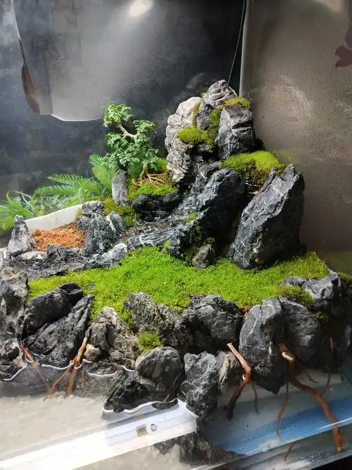 造景草缸蜕变水陆