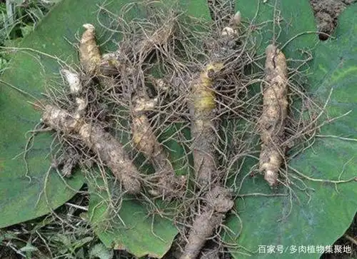 有1种"玉竹"根茎大,叶片翠绿,宽大,家门口要是有,请爱惜!
