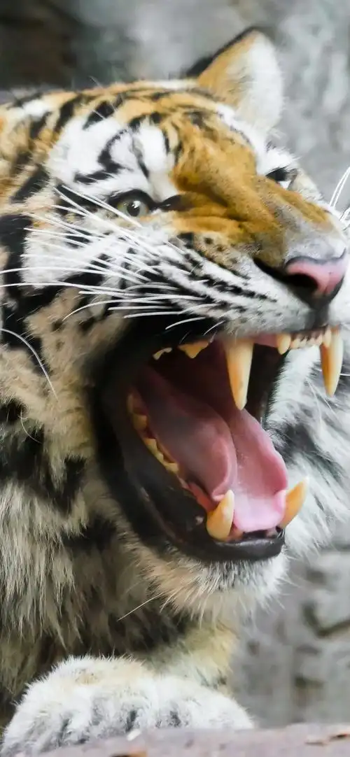老虎,张开嘴,牙齿,野生动物 iphone 壁纸