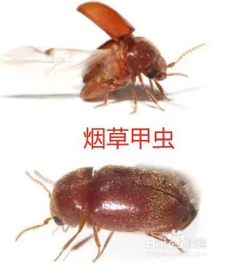 烟草甲虫怎么彻底消灭