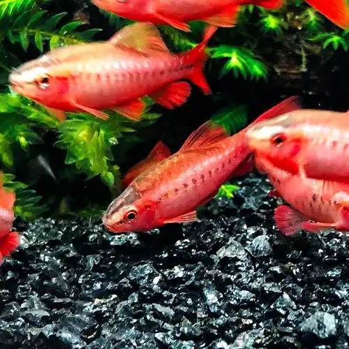 樱桃鱼之红绿红绿灯灯灯科鱼热带小型观赏鱼养活鱼