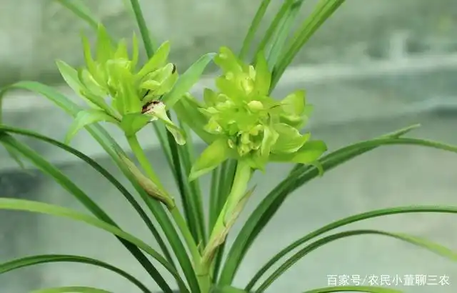 兰花什么品种最好最名贵(兰花什么品种最好最名贵500万)