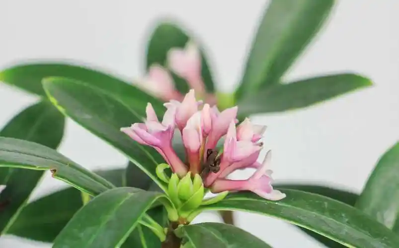 金边瑞香花后怎么养护 - 花百科