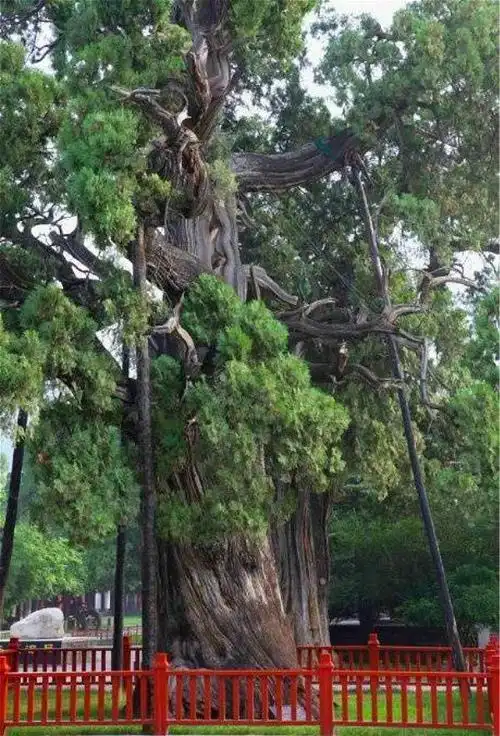 柏树是最长寿的树种之一,而且常青长绿,木质芳香,又经久不朽,被视为