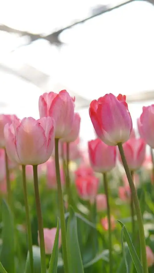 郁金香(狂人诗 ganders rhapsody)图片 - 植家