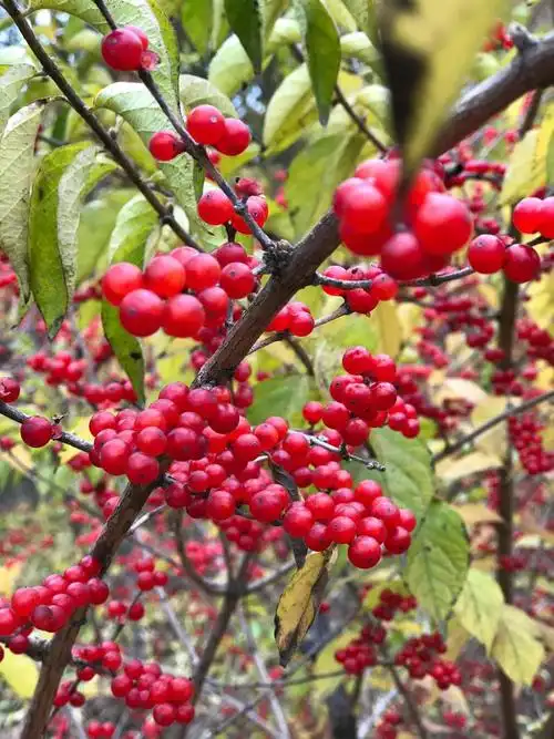 泺清河岸边树上的红果子叫什么名字?