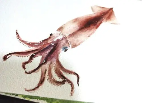 水彩鱿鱼