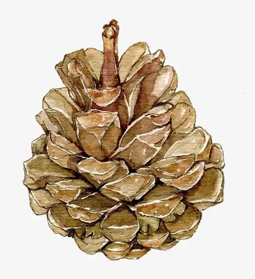 关键词 : 水彩,松果,食物,卡通,手绘,装饰,彩色