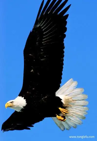 鸟类百科鹰雕和兀鹫