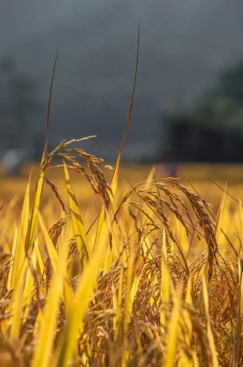 《稻穗儿》 秋天丰收的季节,硕果累累的稻穗垂下了优雅的腰,像是亲吻