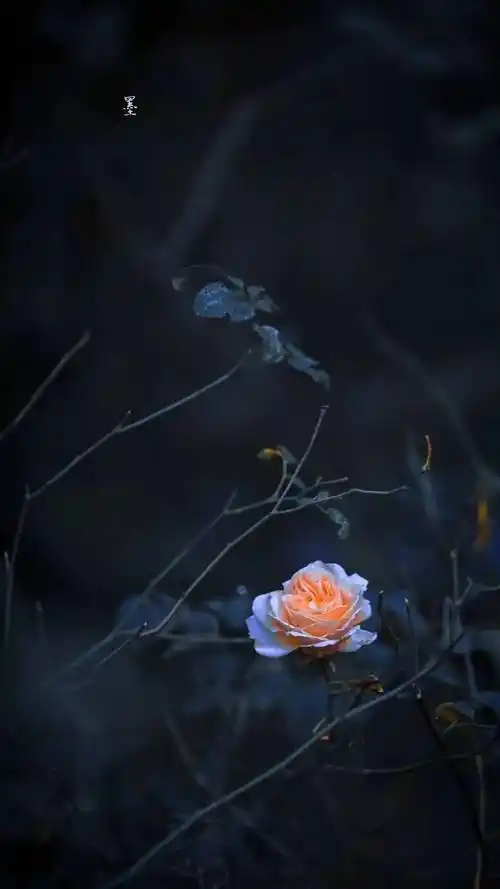 壁纸最近很火的冷酷暗色系壁纸