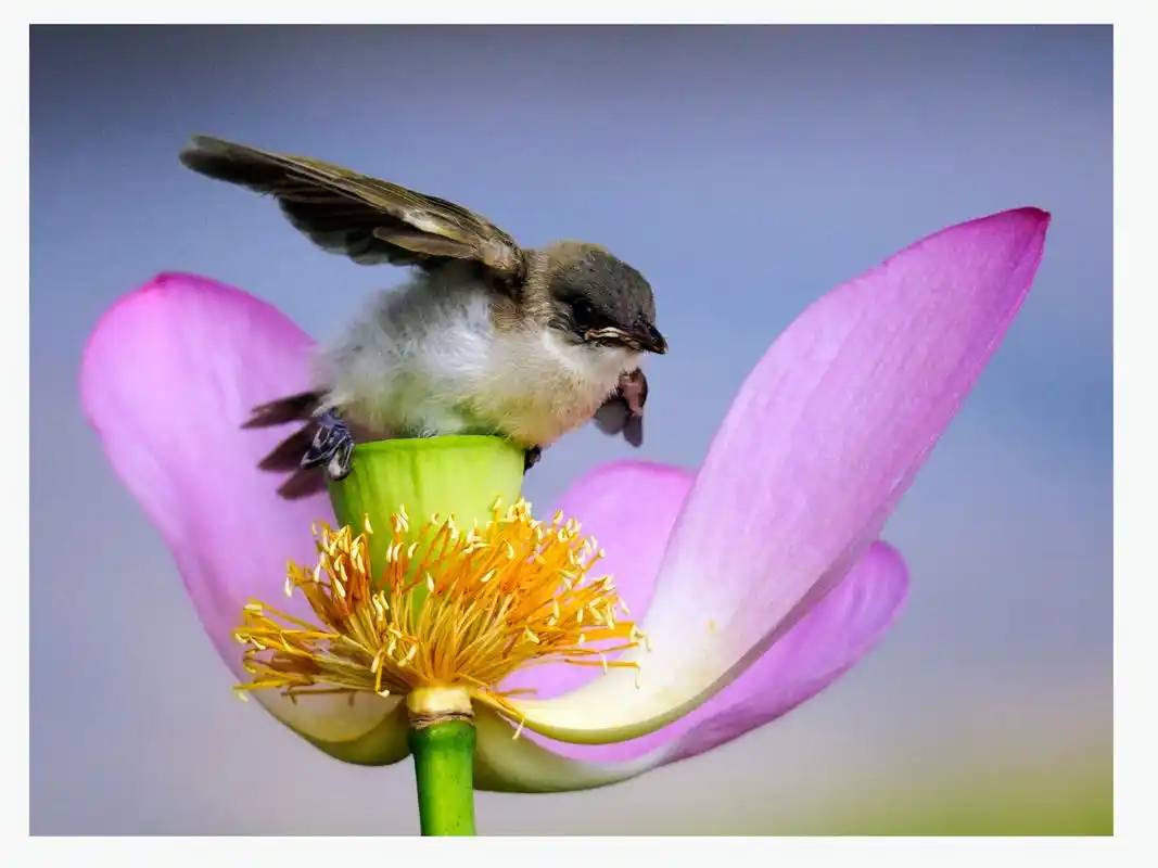 荷塘美景夏日的玄武湖的荷花都盛开了,美丽极了.小鸟被眼前的 - 抖音