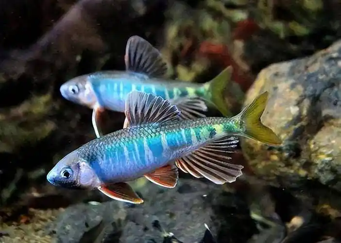 这七种观赏鱼,在鱼友中很受欢迎_品种_燕鱼_金鱼