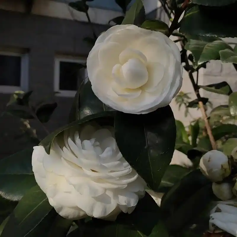 小区邻居种的白茶花99忍不住多拍几张 - 抖音