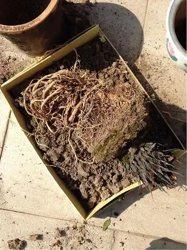 铁树根太厚!能剪掉么!