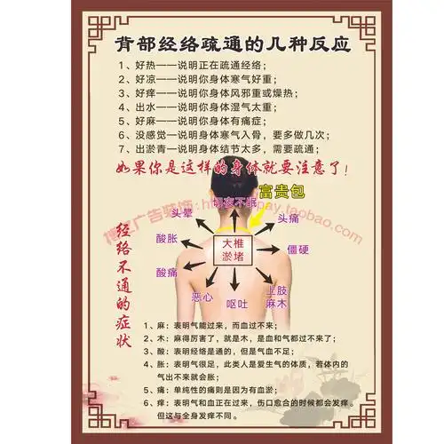 美容院经络挂图肩颈保养颈椎病淤堵调理背部穴位写真