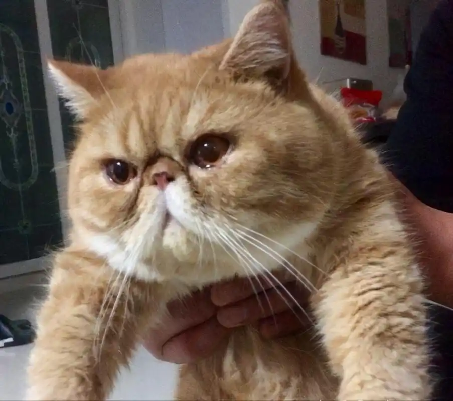 原来"加菲猫"这么可怕,难怪越来越少人养了!