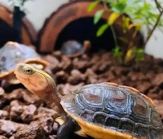 原创黄缘龟价格已稳如老狗你再也买不到便宜黄缘了