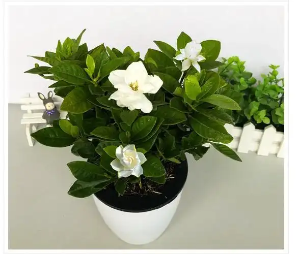 栀子花盆栽植物室内客厅栀子花树苗四季长青花卉好养大盆栽