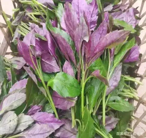 这种红叶菜,全年可采摘,爱吃的人不少,有人却说有毒,还能吃吗