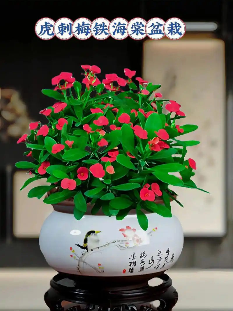 虎刺梅铁海棠盆栽!