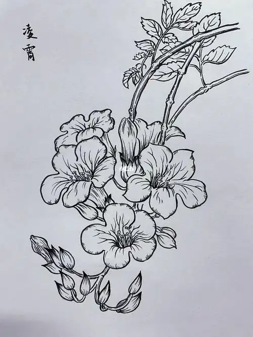 凌霄花线描花卉线描