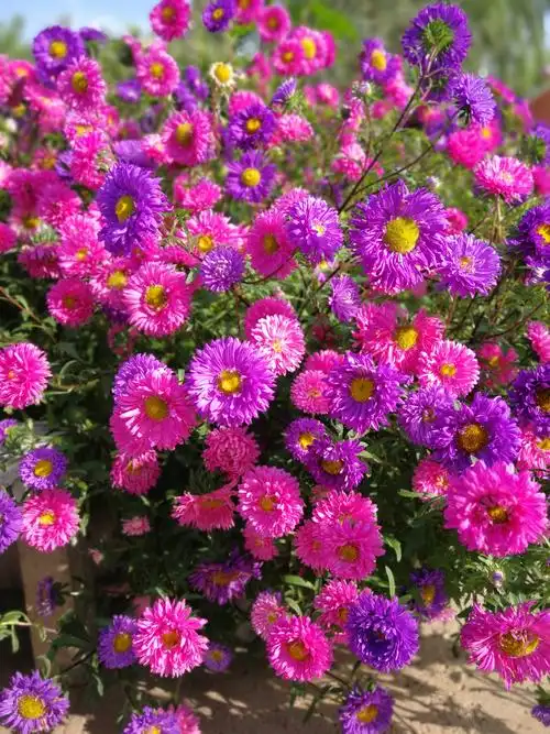 秋天,是菊花盛开的季节