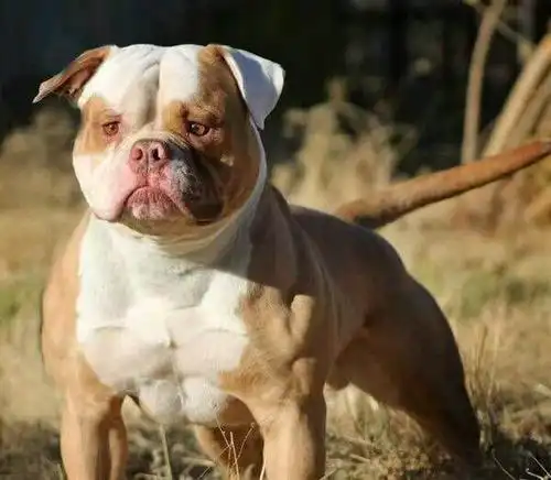 不掉毛的大型犬有哪些?