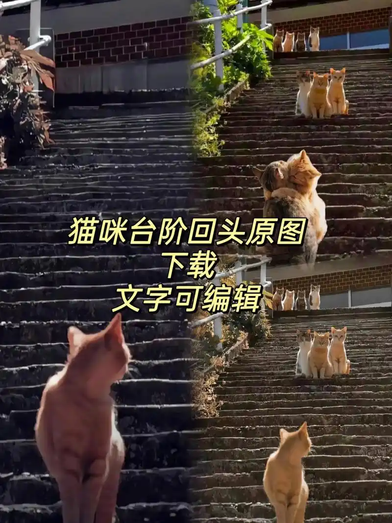 猫咪台阶回头望图片,猫台阶回望,猫台阶回 - 抖音