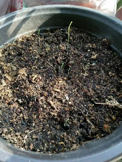 9年的文竹疯长3米高,从种子开始种下,每年都开花结果