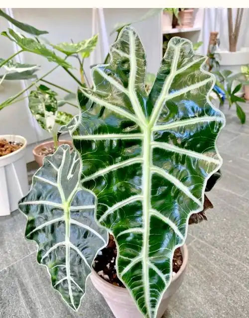 图文详情非常容易难易程度海芋类植物品种春季,夏季开花季节观叶植物