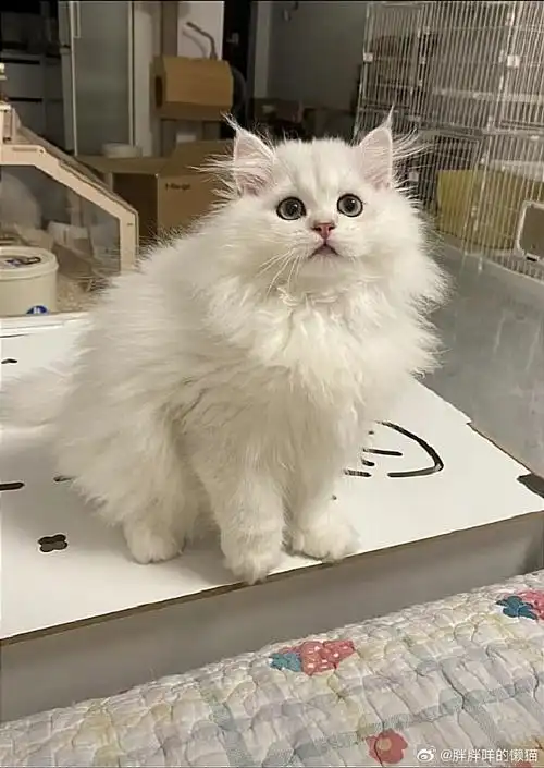 银渐层长毛低价出    自家的小猫崽 品相超棒 可爱爆毛 活泼开朗 性格