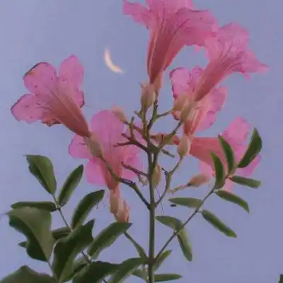 风景微信头像图片大全花真实花朵图片适合老人做微信头像