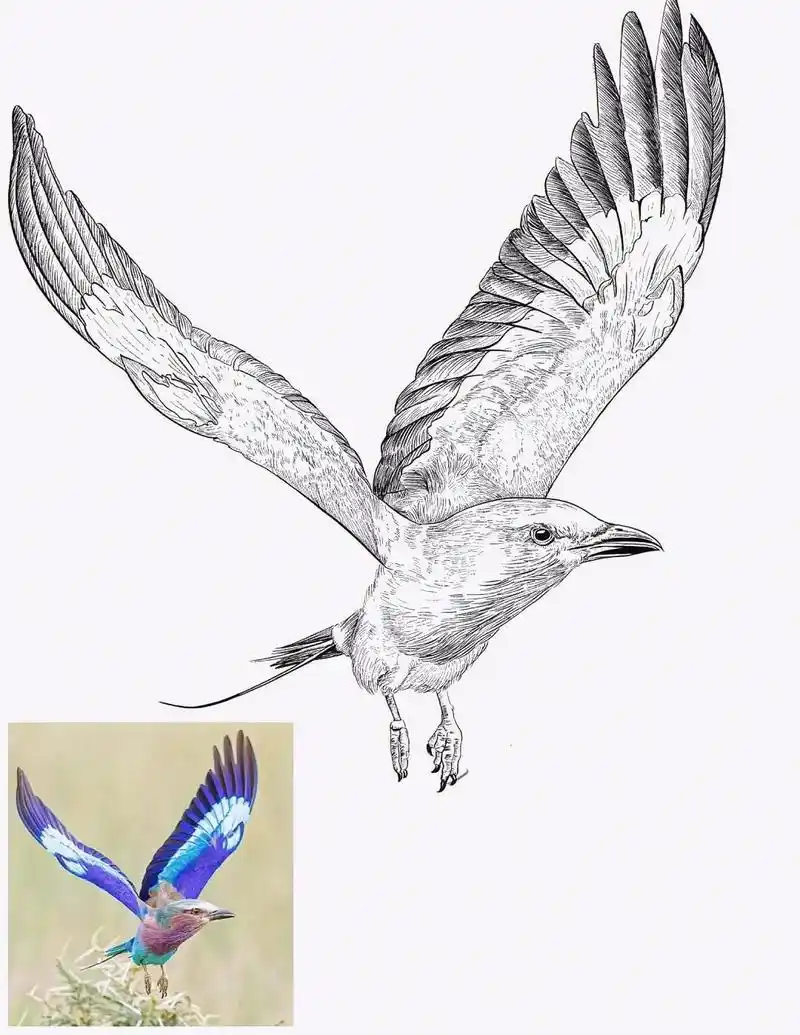 线描动物写生.#动物写生 #线描装饰画 #知识分享 #绘画  - 抖音