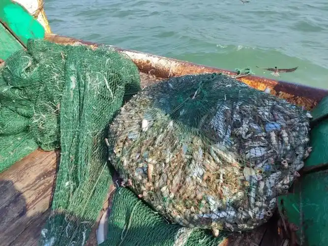 拖网捕上来的海洋生物海洋生物分类科普渔船上分享自