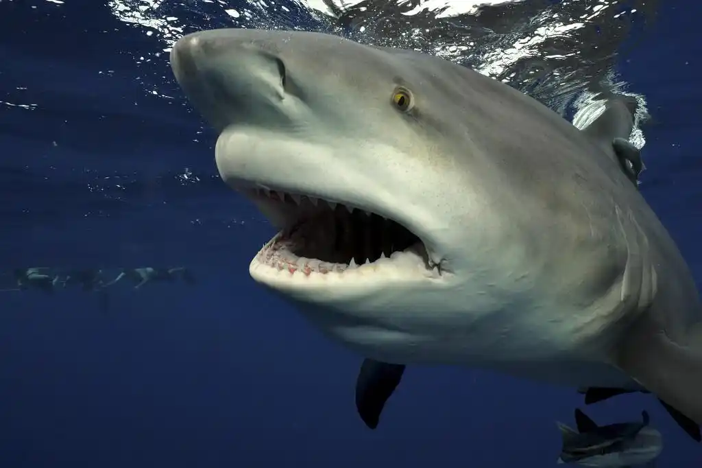 美国:潜水员近距离拍摄鲨鱼 体型庞大牙齿锋利无比