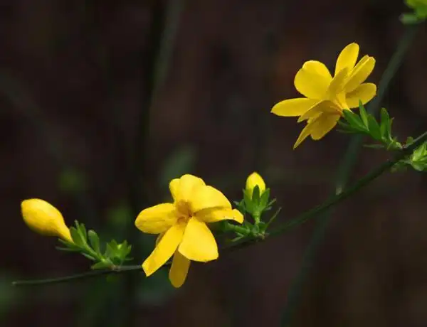 迎春花几月份开花?