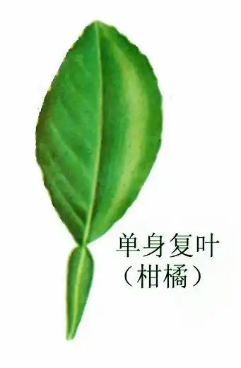 掌状复叶:小叶集中在总叶柄顶端,排列如掌上的指,如大麻.