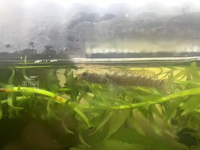 雷龙苗5公分20一条要的自取或快递2条包邮