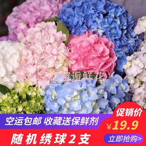 鲜花-绣球花又名八仙花云南基地直供直发包邮到家