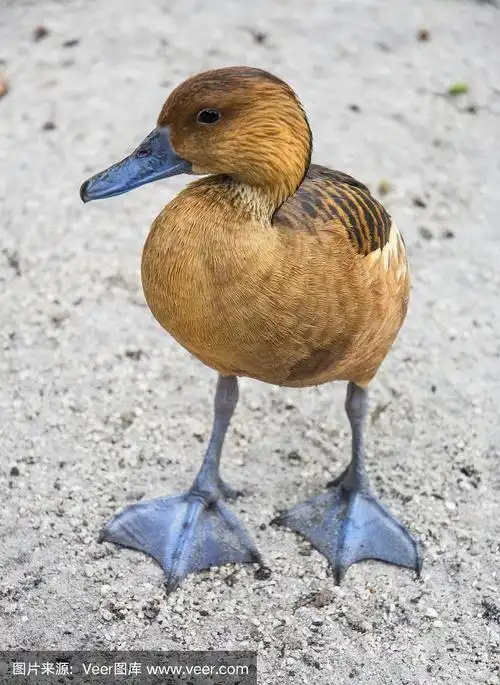 棕色小鸭子与紫色蓝色网脚