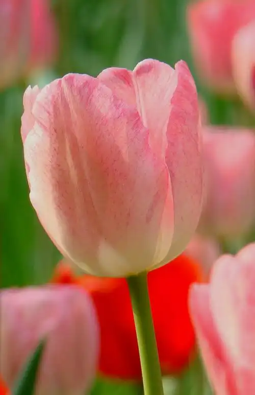 小cd拍的郁金香,请大师指正!