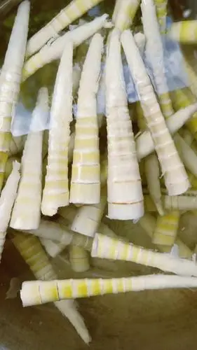刺竹笋