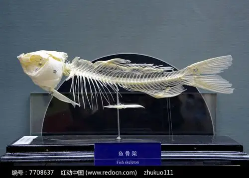 鱼骨骼标本