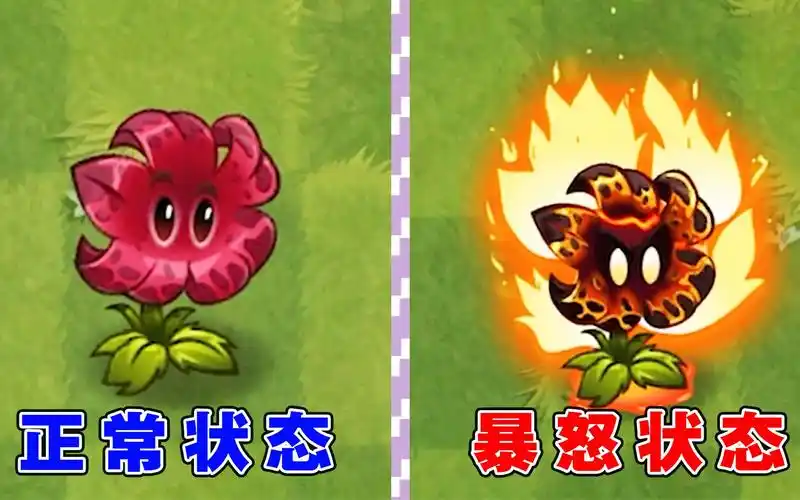 植物大战僵尸2:新晋一姐流星花,千万别惹她生气?