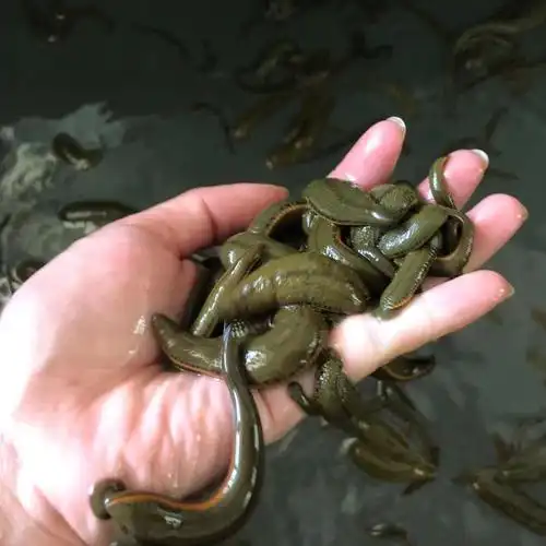 荣郁 水蛭活体蚂蟥活体菲牛蛭金边蚂蟥吸血蚂蟥活体治疗1-1.