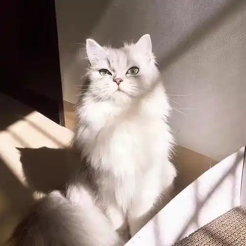 金吉拉幼猫长毛猫金吉拉宠物猫纯种绿眼安吉拉幼崽家养活体