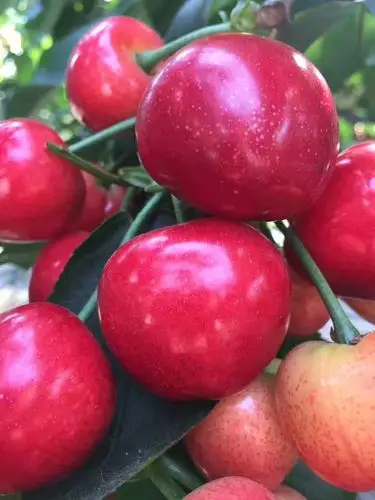 是由加拿大夏陆农业研究所于1965年用先锋斯坦勒杂交选育而成.