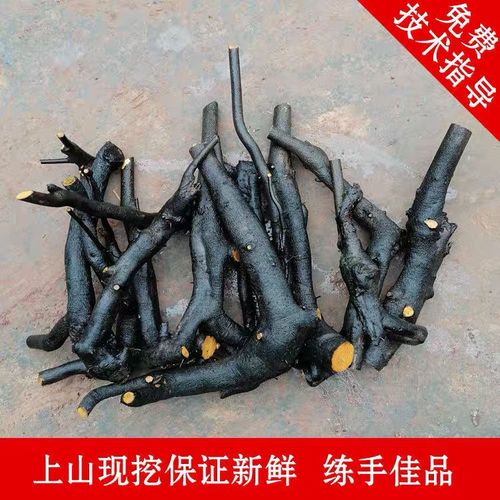 四川金弹子盆景树桩金蛋子桩重庆金弹子桩金单子现挖老桩蛋子熟桩